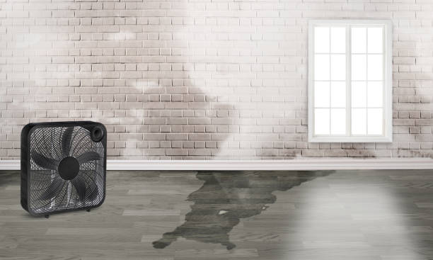 Best Commercial water damage restoration  in Mahomet, IL